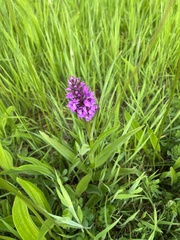 Dactylorhiza purpurella