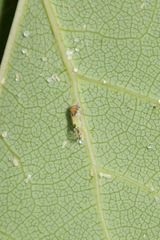 Cacopsylla pulchella