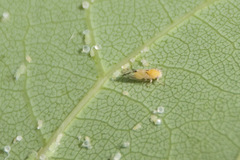 Cacopsylla pulchella
