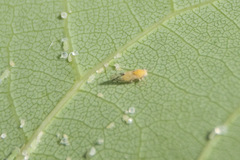 Cacopsylla pulchella