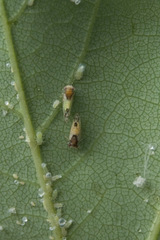 Cacopsylla pulchella