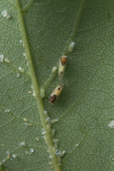Cacopsylla pulchella