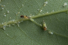 Cacopsylla pulchella