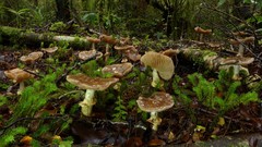 Cortinarius meleagris