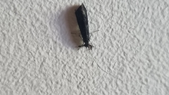 Mystacides azureus