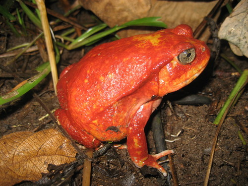 Tomato Frog