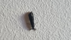 Mystacides azureus