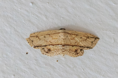Hyposada ruptifascia