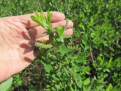 Salix kochiana
