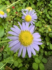 Aster oldhamii