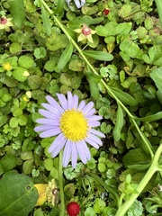 Aster oldhamii