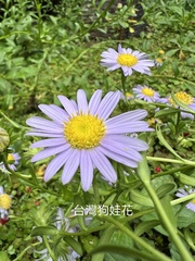 Aster oldhamii