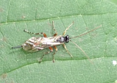 Itoplectis maculator