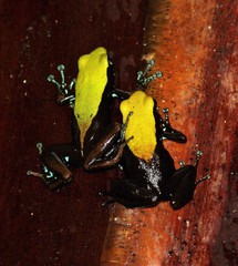 Mantella laevigata