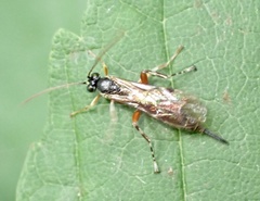 Itoplectis maculator