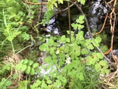 Thalictrum sparsiflorum
