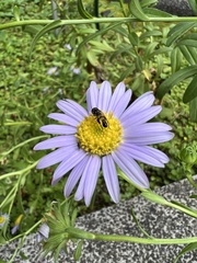 Aster oldhamii
