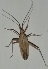 Miridius quadrivirgatus