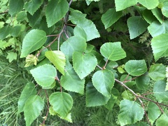 Betula papyrifera kenaica