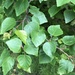 Betula papyrifera kenaica - Photo (c) Jason Grant, algunos derechos reservados (CC BY), subido por Jason Grant