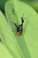 Cycnotrachelus cyanopterus