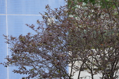 Euphorbia cotinifolia