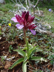 Anacamptis papilionacea aegaea