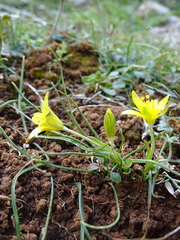 Gagea peduncularis