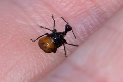 Cycnotrachelus cyanopterus