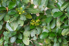 Psychotria capensis capensis