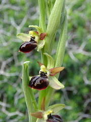 Ophrys sphegodes cretensis