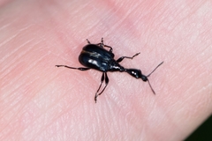 Cycnotrachelus cyanopterus