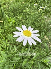 Aster shimadae