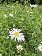 Aster shimadae