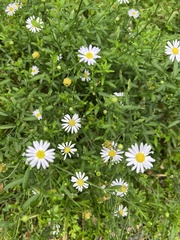 Aster shimadae
