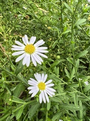 Aster shimadae