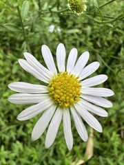 Aster shimadae