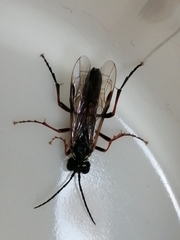 Tenthredo atra