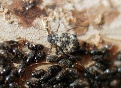 Pterochloroides persicae