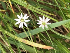 Stellaria longipes