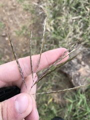 Bothriochloa insculpta