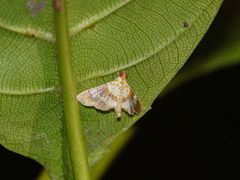 Aetholix flavibasalis