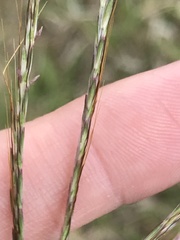 Bothriochloa insculpta