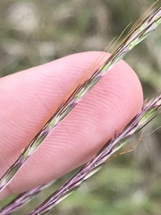 Bothriochloa insculpta