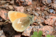 Coenonympha tullia caeca