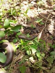 Eryx whitakeri