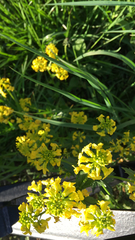 Barbarea vulgaris