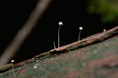 Marasmius