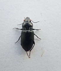 Carabidae