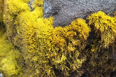 Ahnfeltiopsis concinna